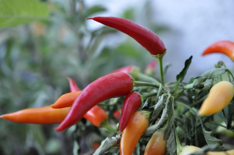 孕期爱吃辣对宝宝有什么影响,孕期吃得特别辣对宝宝有影响吗