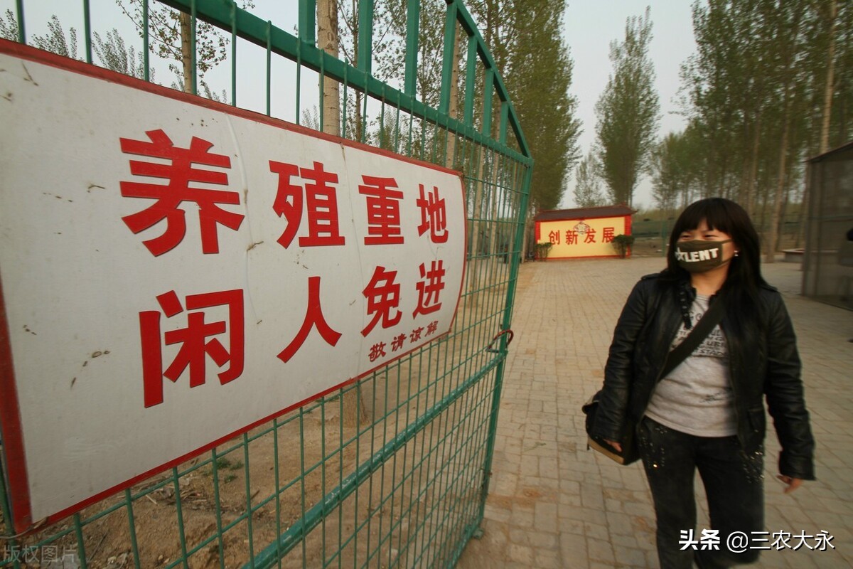 禽支气管堵塞怎么治疗,哪几种中药治禽咳嗽喘气