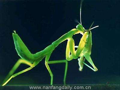 让你们见识一下螳螂真正的力量,三分钟了解螳螂的全部知识