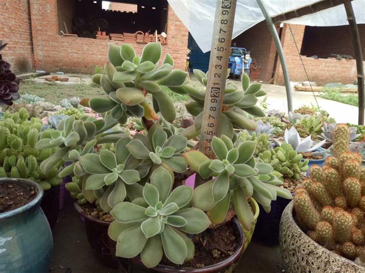 买来的多肉老桩，大神却说是假的，这是怎么回事？