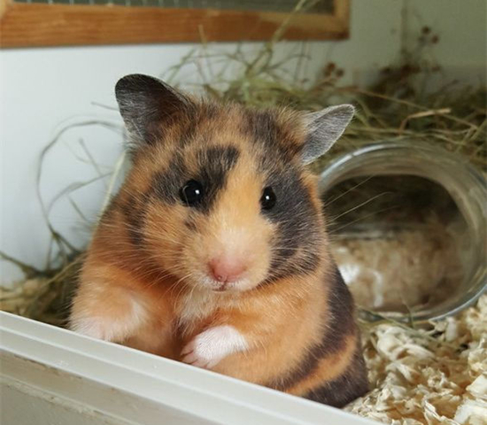 可伶仓鼠不慎骨折，不想事后诸葛亮，这四个预防措施很管用！