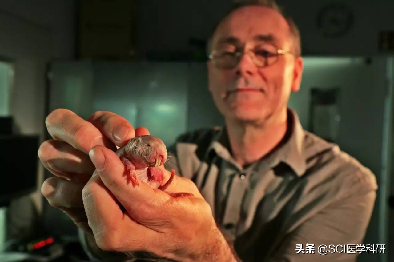 裸鼹鼠的最新研究成果,为什么裸鼹鼠可以老来得子