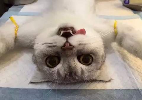 猫咪不爱喝水怎么办能喝羊奶吗,猫咪不爱喝水喝羊奶粉有用吗