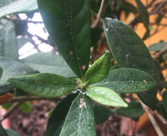 蚧壳虫大军来袭,家里植物上面多了一层蜡油,花友该怎么办?