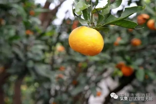 无锡秋游胜地最全推荐,无锡秋游自驾绝佳去处