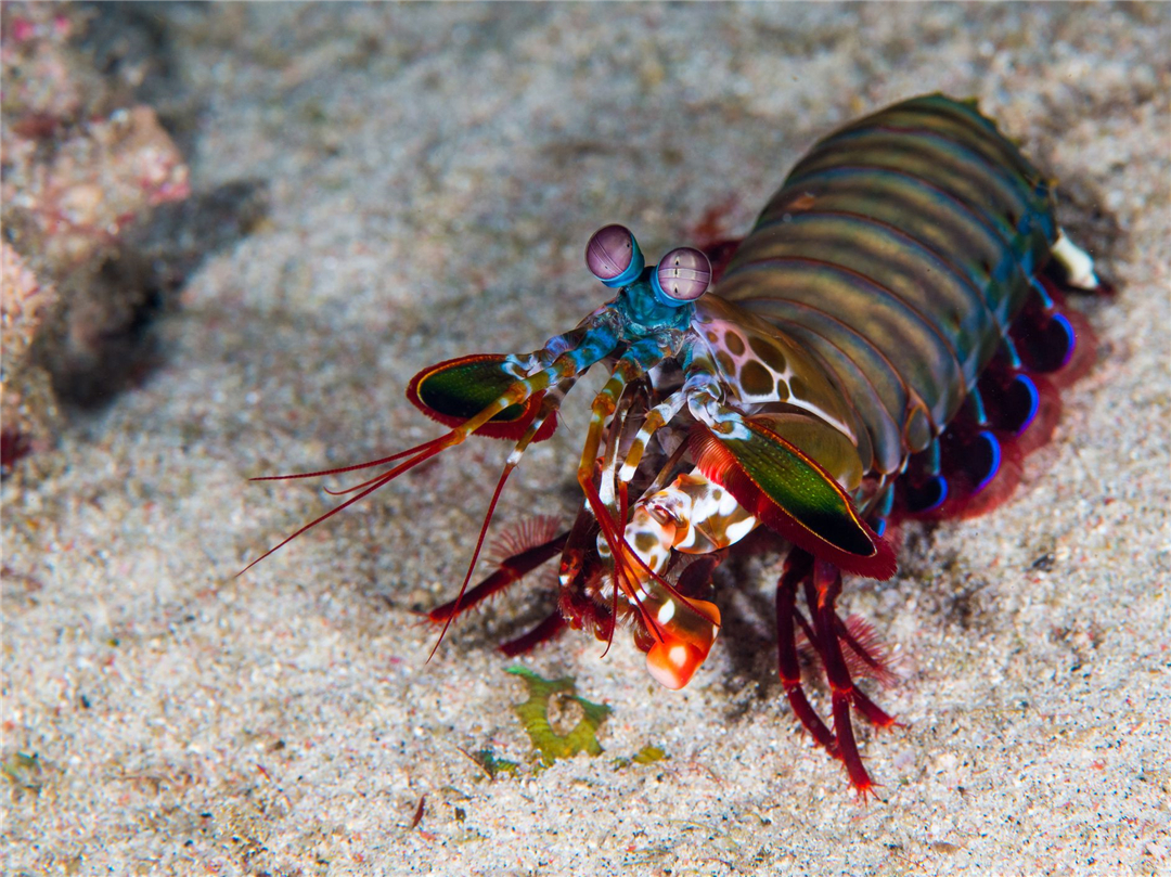 拳风打出音爆,螳螂虾的拳头真的可以击碎鱼缸吗