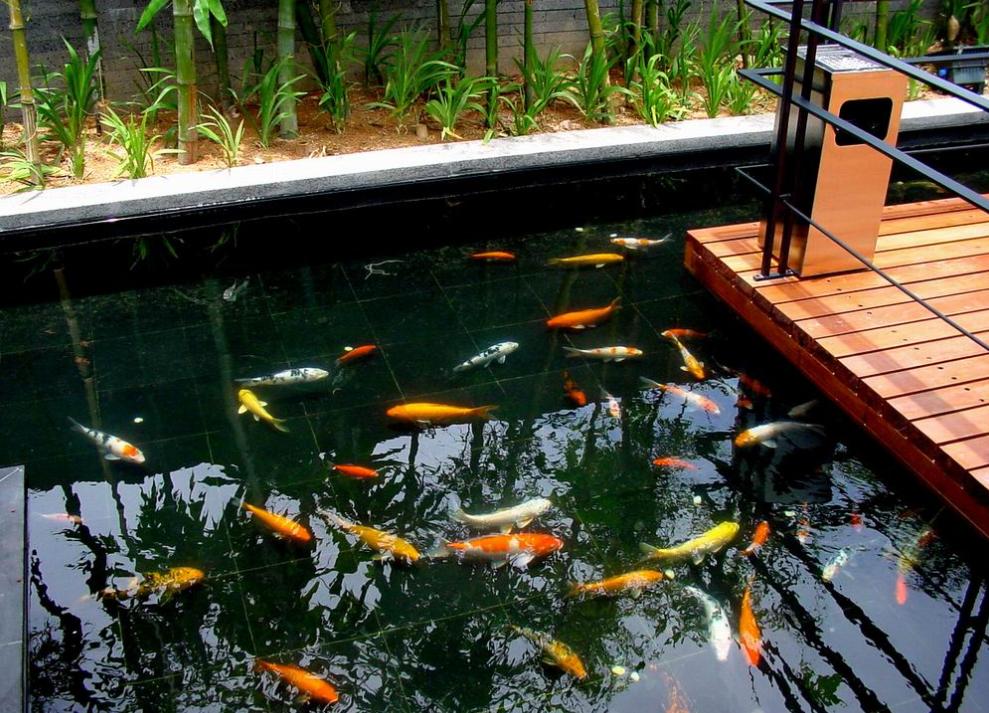 庭院鱼池的最佳位置如何布局,庭院鱼池是深的好还是浅的好