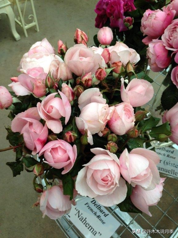 月季品种大全怎样养好月季,月季哪个品种好养一点