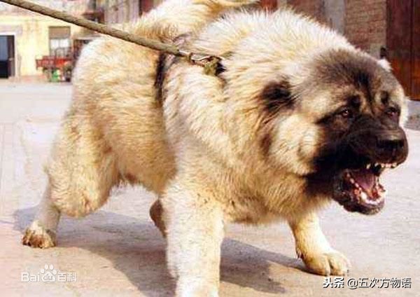 肉狗哪个品种最好太行犬,肉狗养殖品种