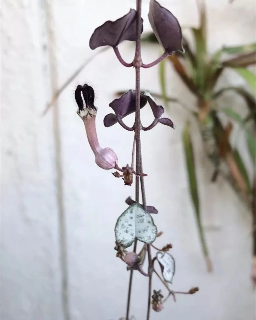 适合室内种植的爬藤植物有哪些,跟绿萝一样好养的爬藤植物