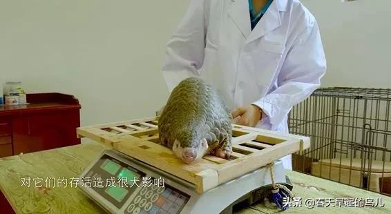 穿山甲报应,报应啊