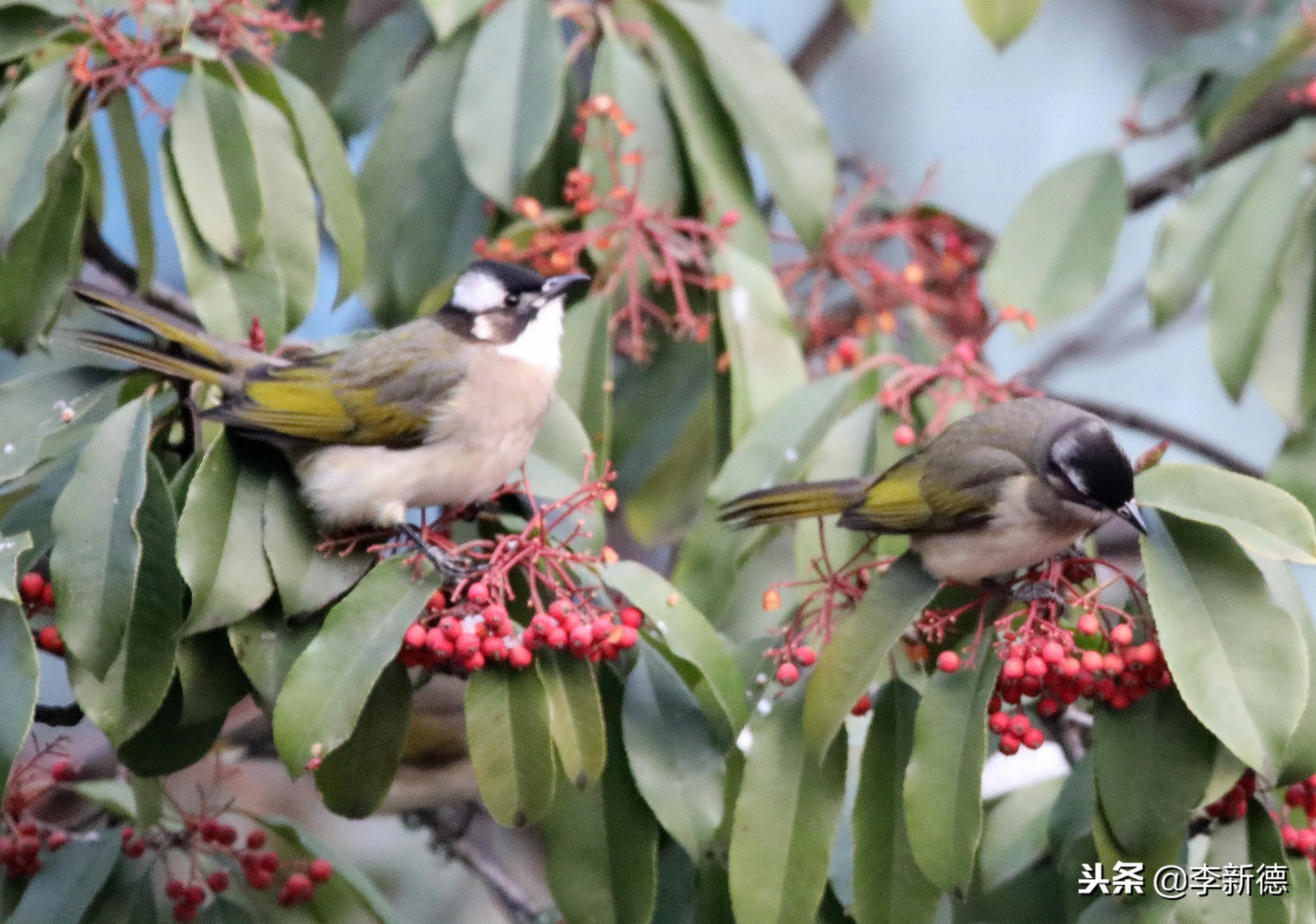 安徽合肥：大雪过后阳光灿烂，铜嘴鸟在树上觅食