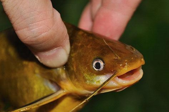 鱼竿钓黄骨鱼,最适用钓黄骨鱼的鱼竿是