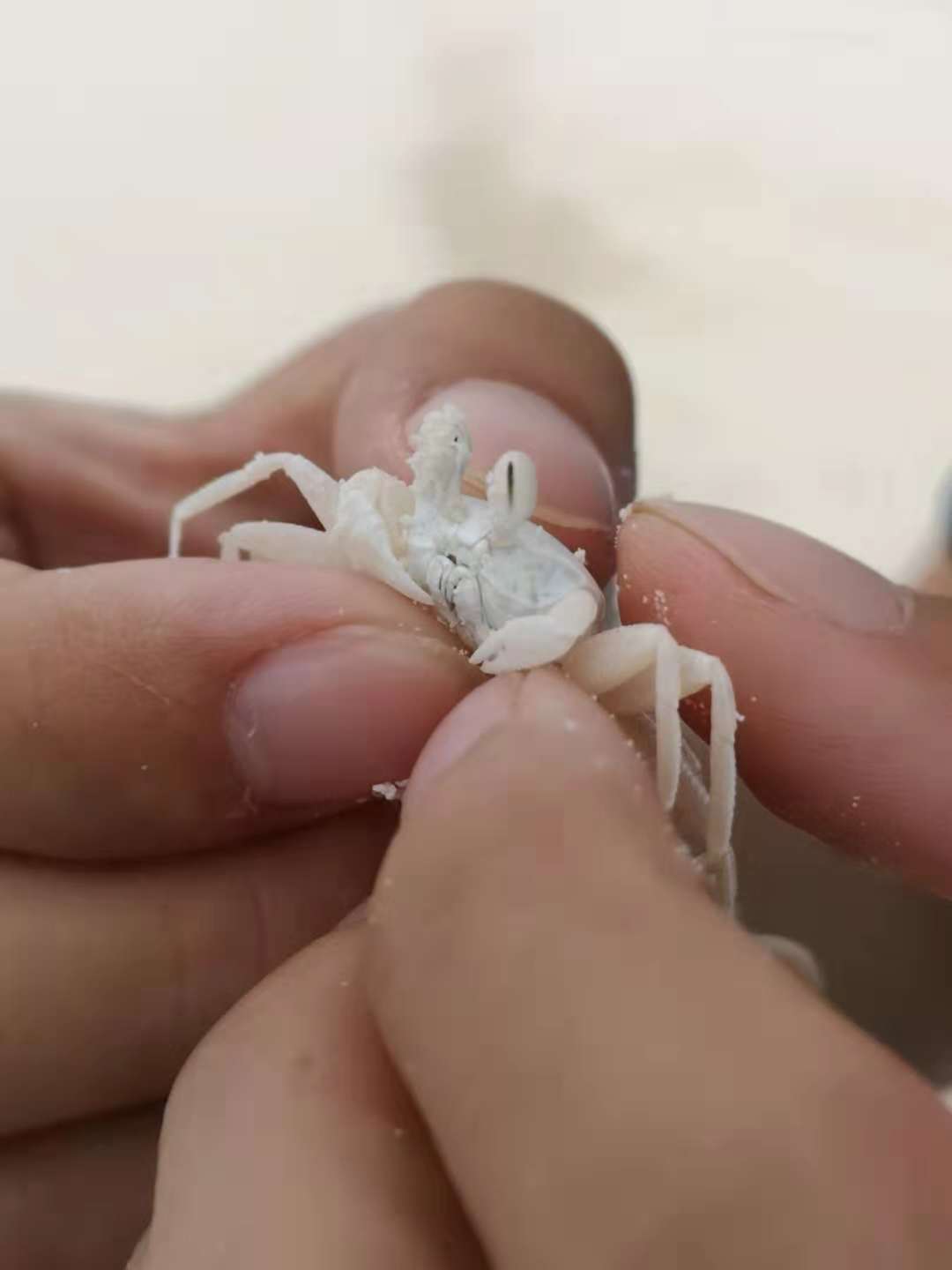 度蜜月去马尔代夫怎么选,度蜜月哪也不去可以干什么