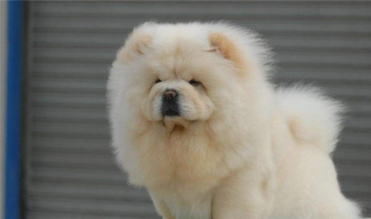 狗狗长小疙瘩,狗狗长皮肤病还会长出新毛吗