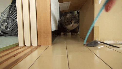 如何制止猫咪六七点叫,如何拒绝猫咪叫醒