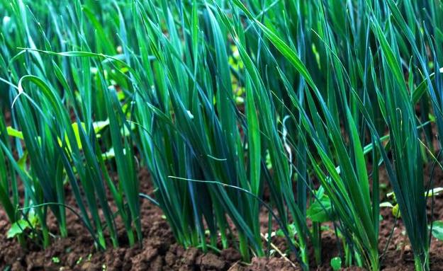 韭菜种子多少度发芽率高,韭菜种子发芽了以后该怎么种植