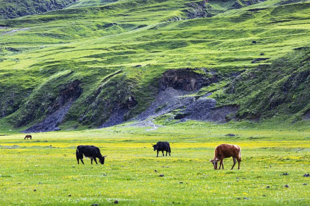 3月川西惊艳了所有人,千树万树梨花开川西