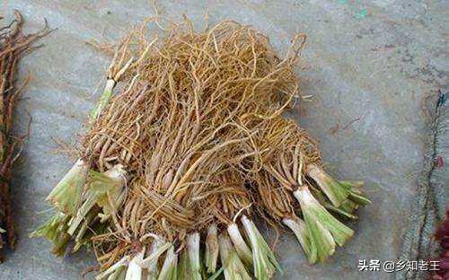 农村苍蝇多怎么消灭,农村苍蝇多简单几招全搞定