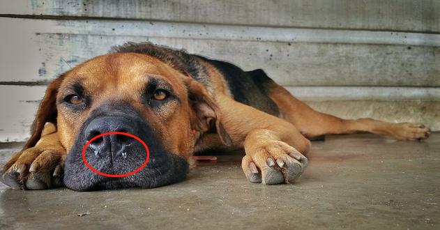 小狗拉稀流鼻涕不吃东西什么原因,小狗为什么容易流眼泪