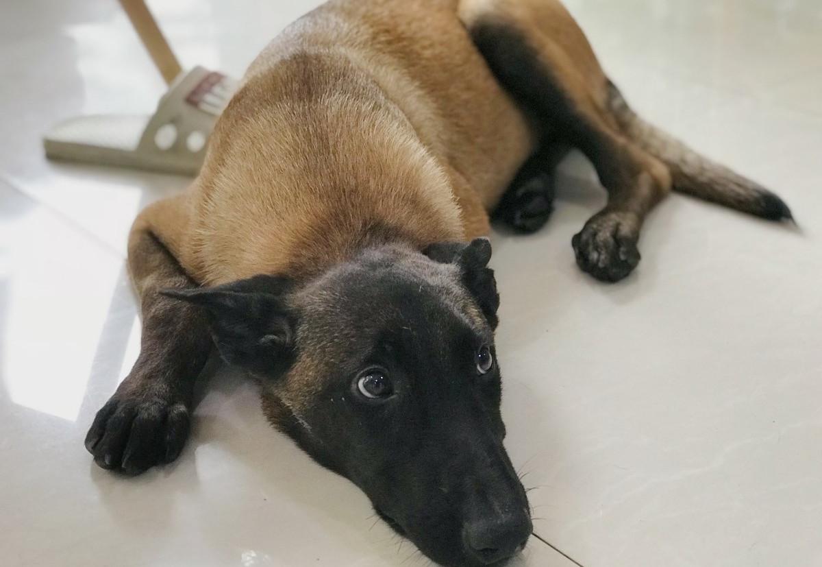 狗狗吃了驱虫药没拉虫子怎么回事,狗狗吃了驱虫药没有食欲拉稀