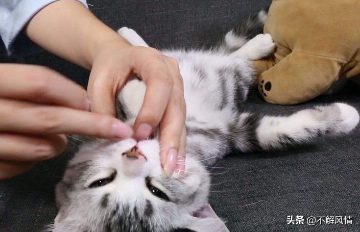 宠物猫宠物狗寄生虫都有哪些？需要如何驱除？