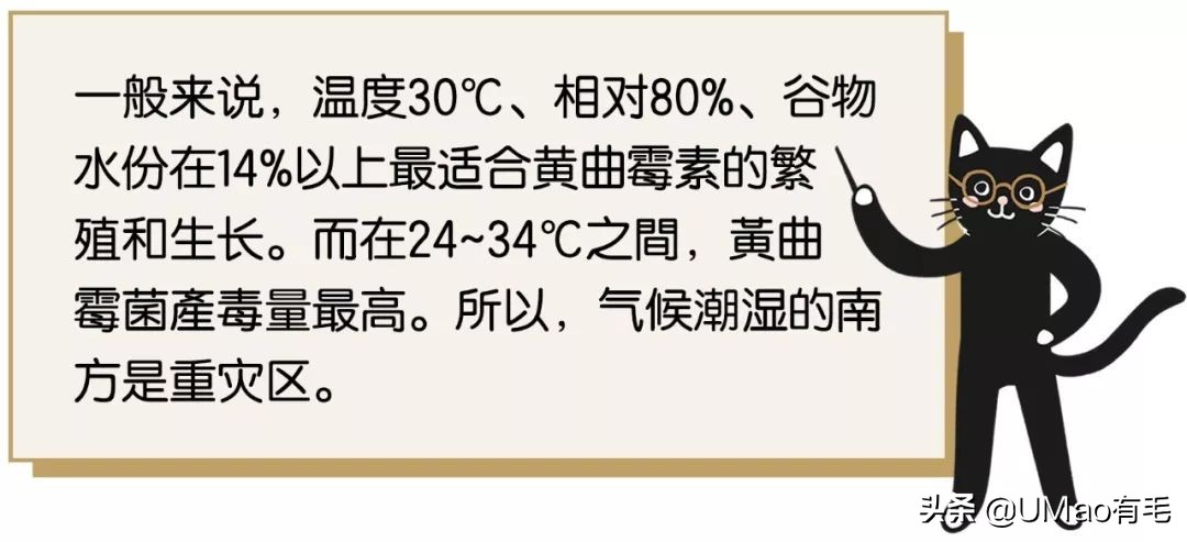 猫粮黄曲霉素中毒,猫吃了毒猫粮慢性中毒