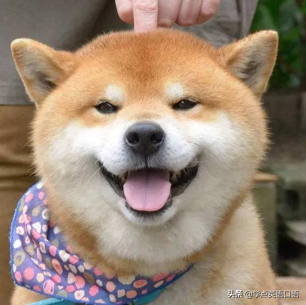 “Youareagaydog”不是“你是同性恋狗狗”