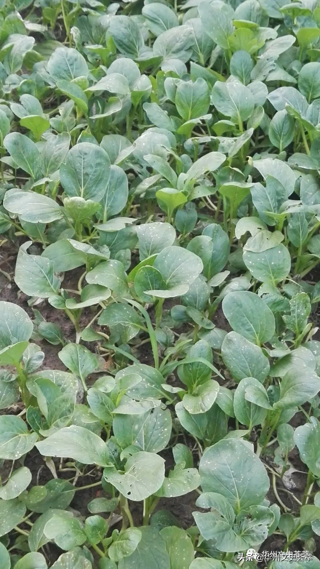 华州区老百姓的菜篮子,陕西的菜篮子