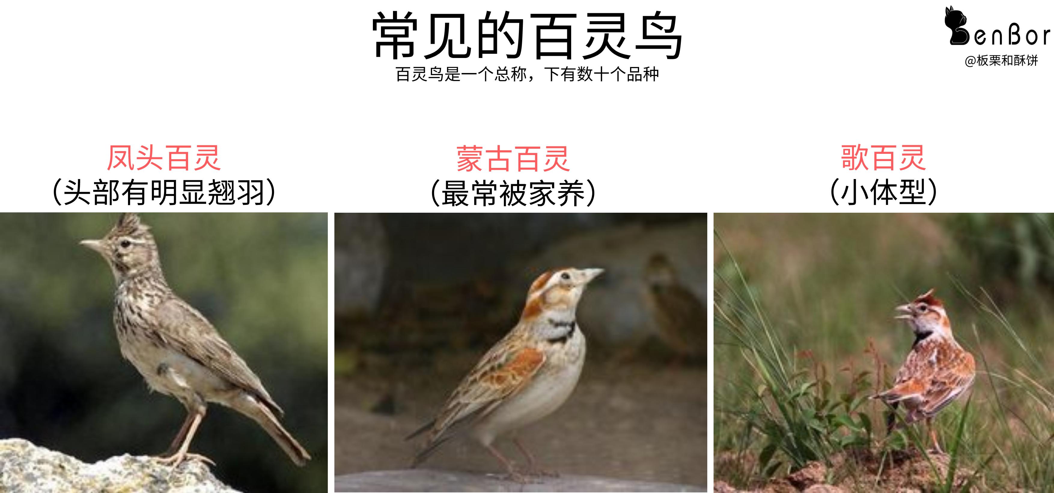 “上了台儿的才叫角儿”，笼鸟之王百灵，请看完这些讲究再考虑养