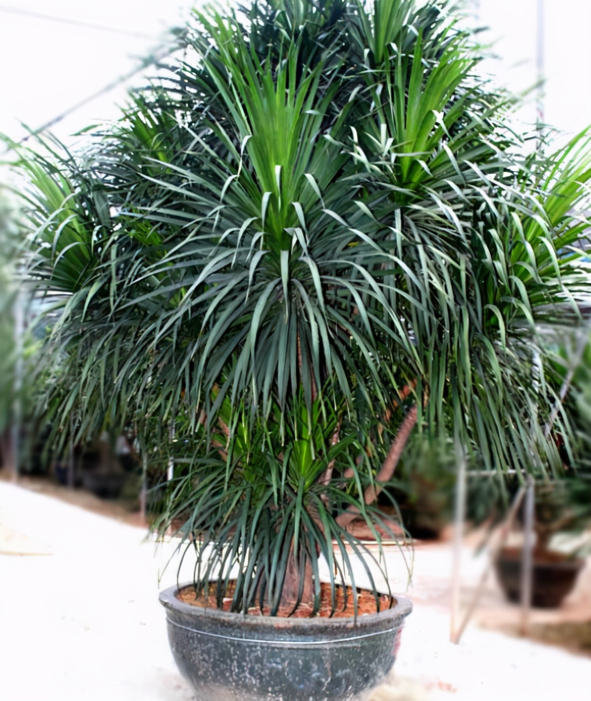 龙血树稀有吗,龙血树冬天叶子卷曲怎么办