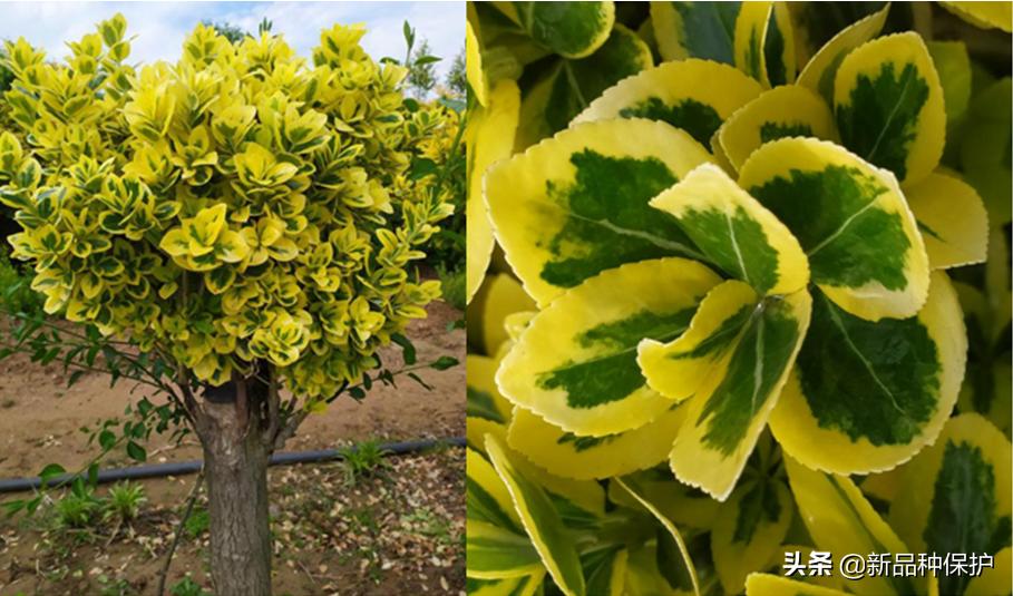 优良品种有哪些,最好的品种是哪一种