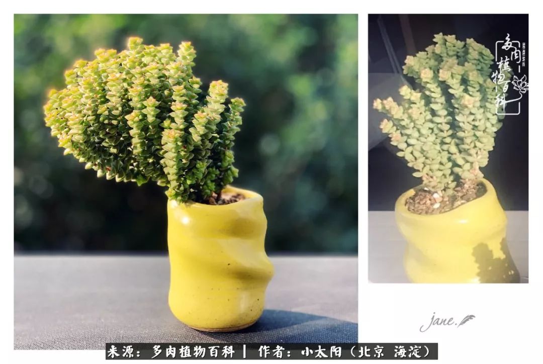 来自多肉的顽强生命力,与多肉朝夕相伴的美好时光