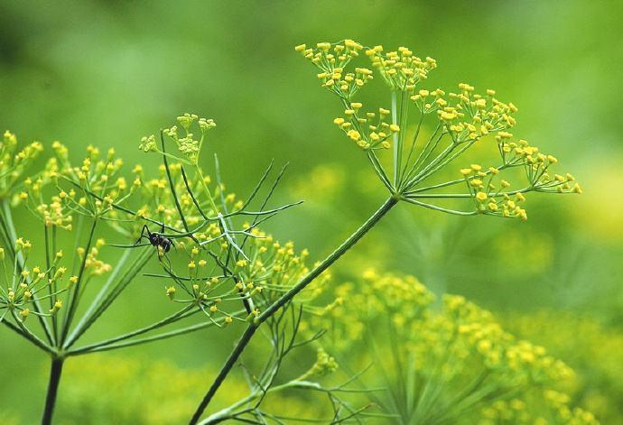 好吃不过饺子，秋天不种茴香苗，窜苗快一茬茬割着吃，真新鲜