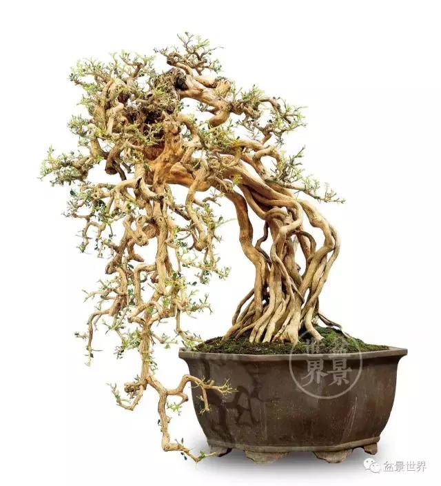 翠鸟根艺石头盆景艺术分享,奇形怪状极品根艺盆景图片