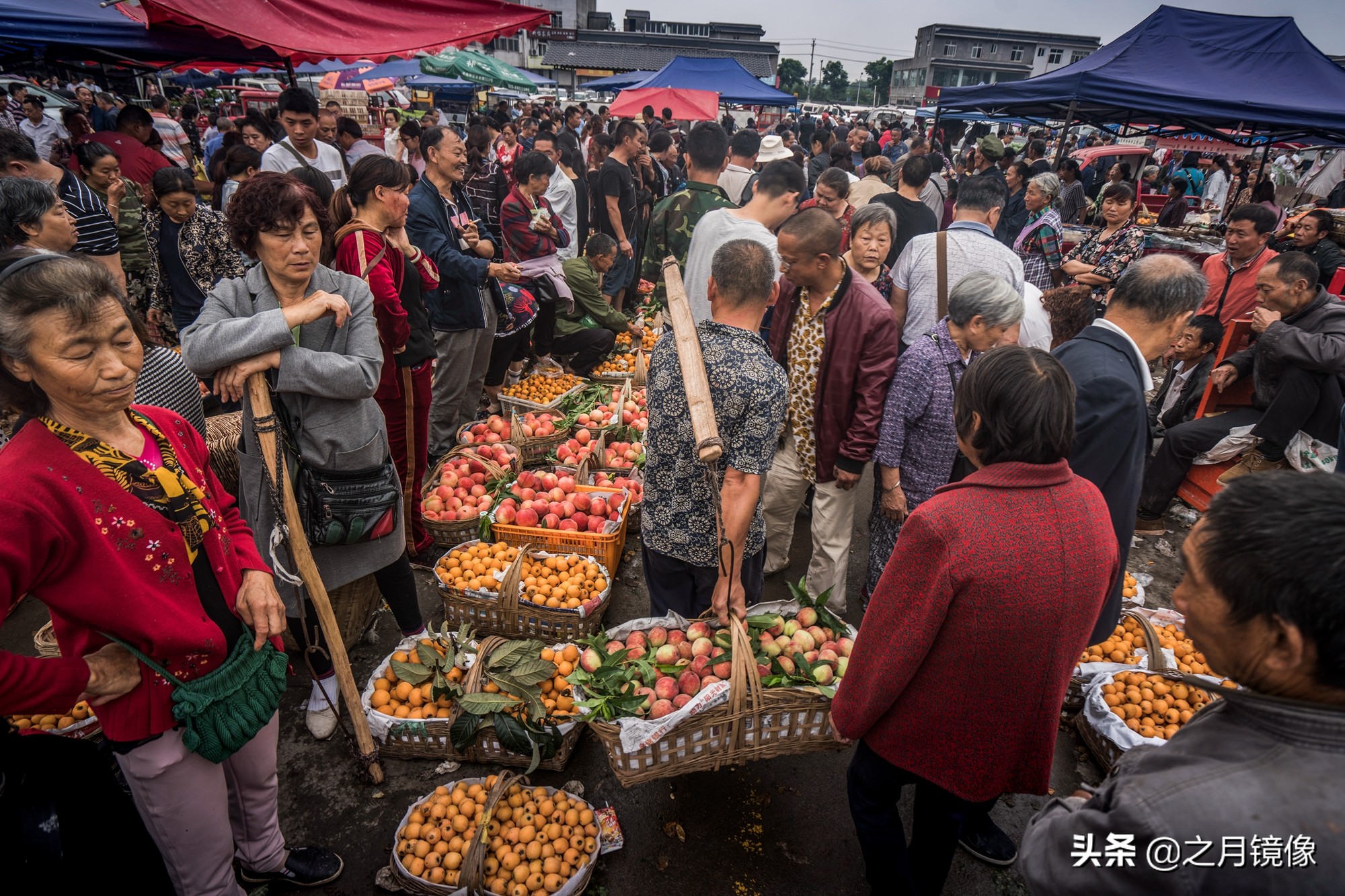 天府新区太平枇杷,成都太平枇杷批发市场