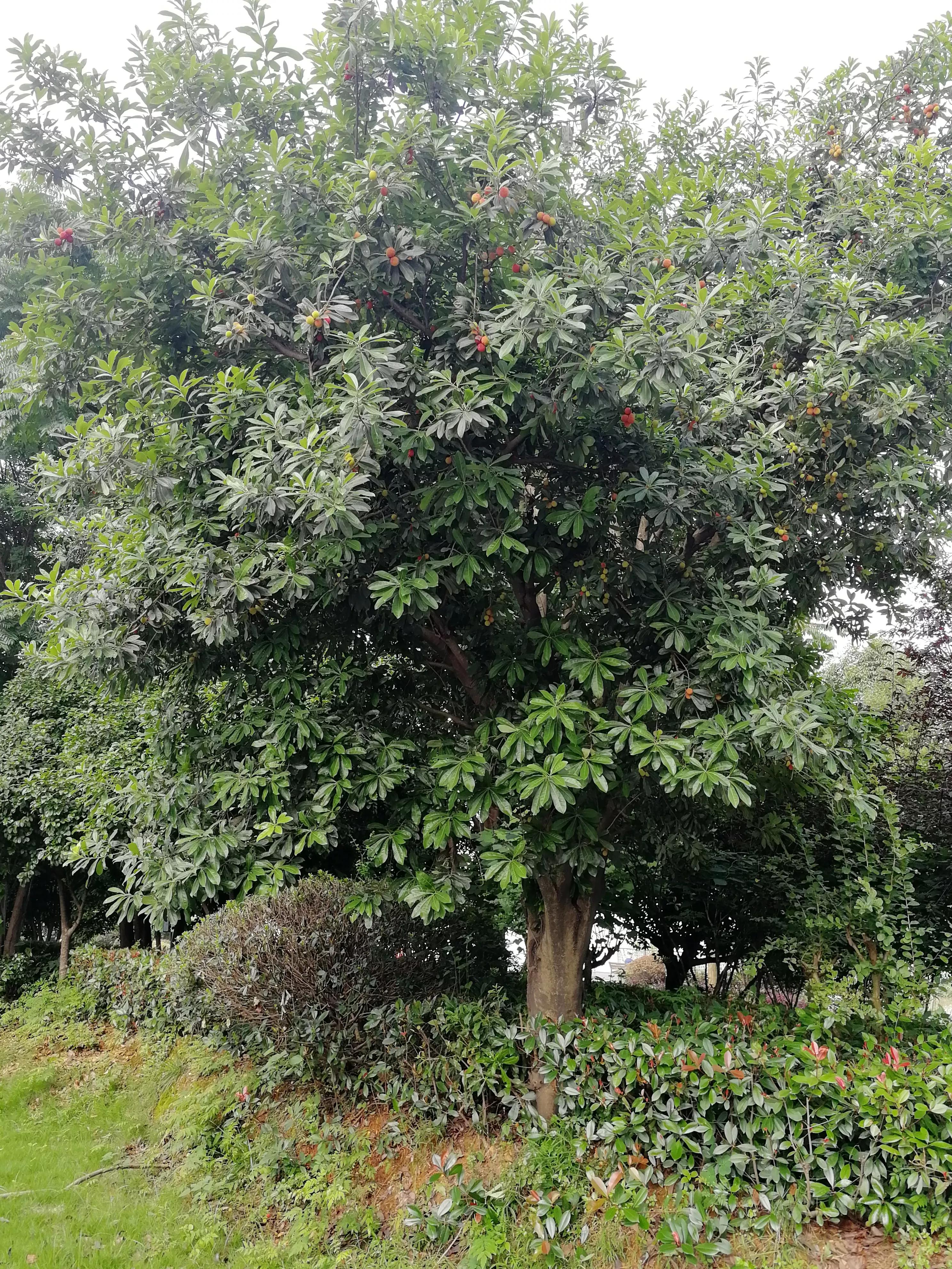 长沙梅溪湖,长沙梅溪湖步步高