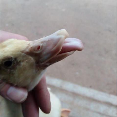 鸭鹅常见6种病您知道吗,怎么判断鸭病最简单方法