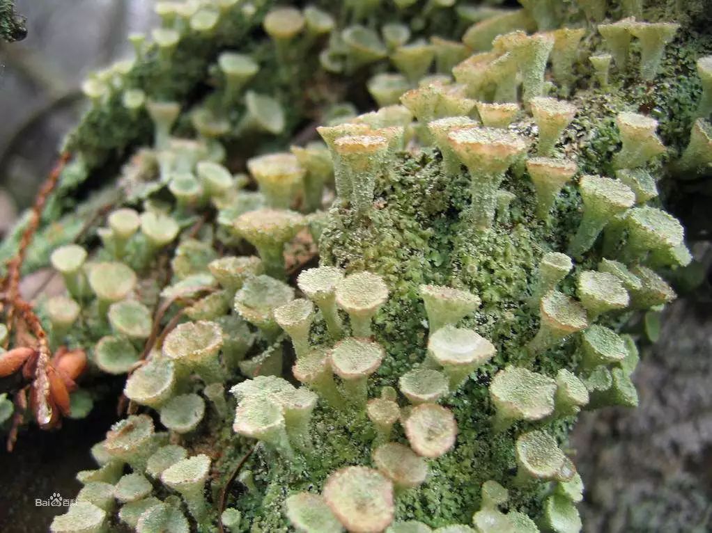 Hreinást植序：地衣是什么？怎么应用到护肤品上了？