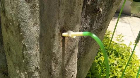 福建莆田公园有梧桐树吗,莆田的公园在哪里