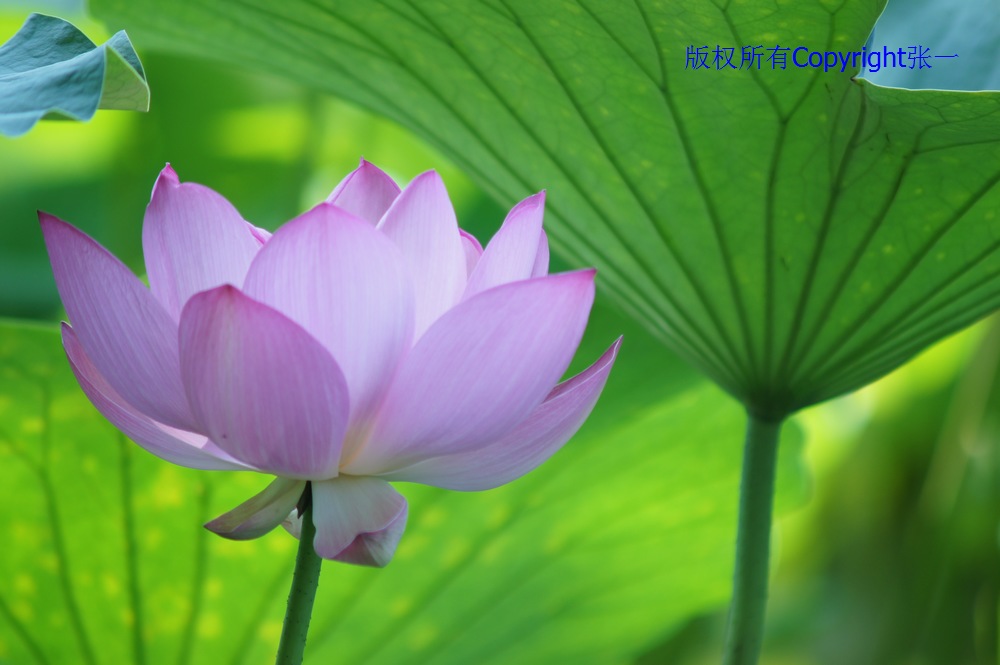 北京紫竹院的荷花：德国Pentacon与日本Minolta镜头实拍对比