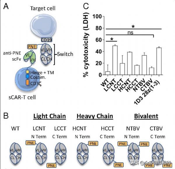 CAR-T疗法适用于哪些癌症,前景可观的car-t疗法