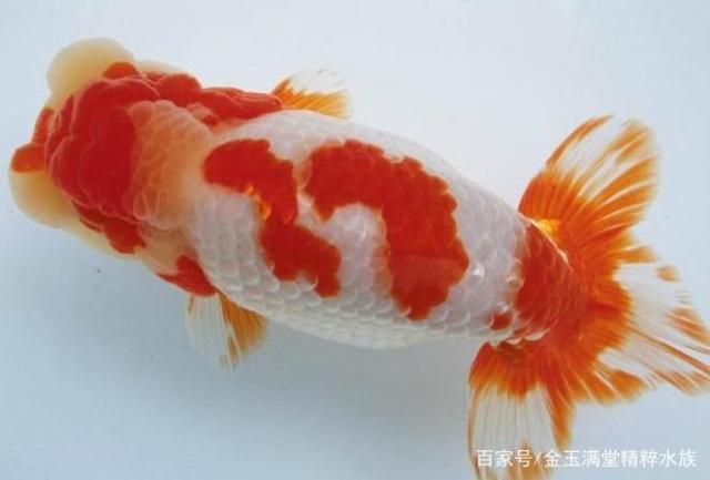 「小毳谈」一种进化失败却成为王的观赏鱼