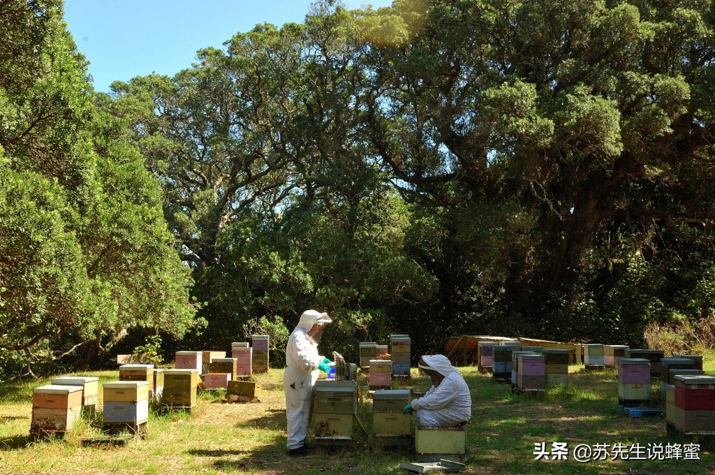 怎样辨别真蜂蜜假蜂蜜,怎么简单分辨假蜂蜜