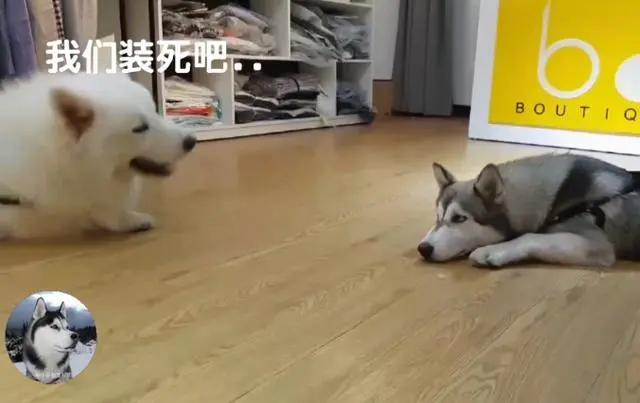 二哈跟萨摩被主人惩罚，结果它们俩还吵起来，太搞笑了