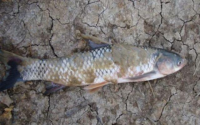 鱼类生病症状图片,天气热鱼塘死鱼是什么原因造成的