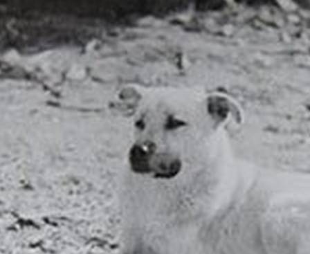 杀三只狗后续,杀狗真实事件后续