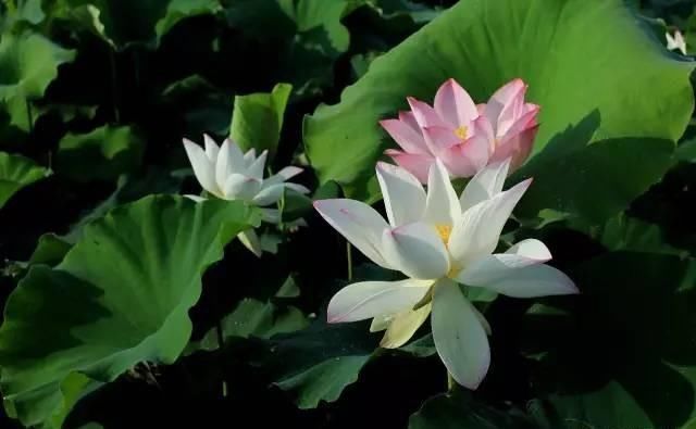 微山湖新鲜莲蓬采摘,微山湖旅游攻略美食