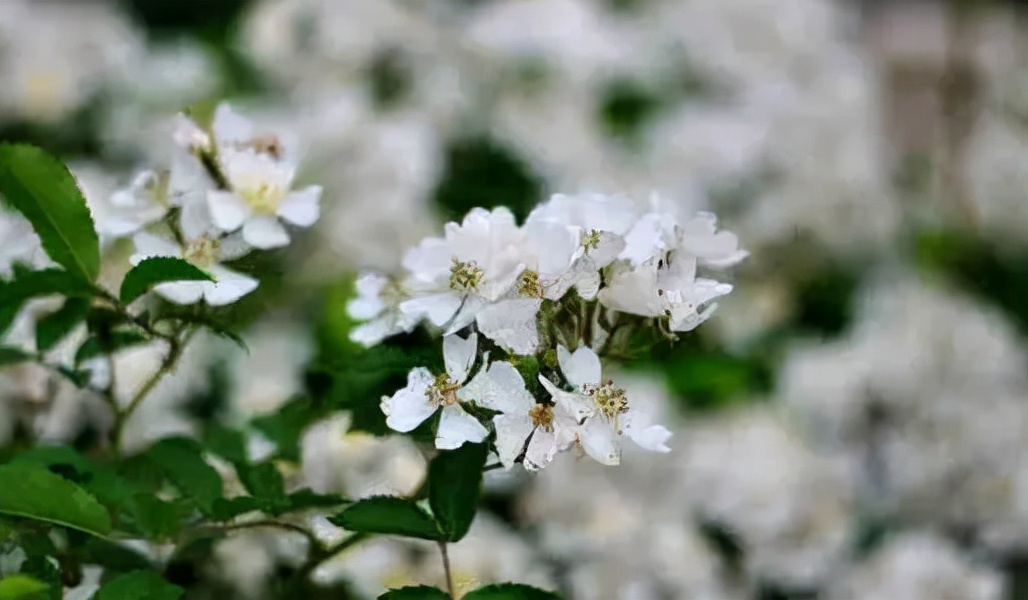 花开荼蘼散文,花开荼蘼爱未央散文