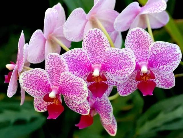 一花一世界的兰花,一花一世界的蝴蝶兰